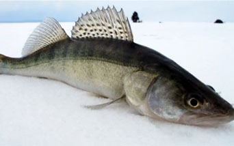 Зимняя рыбалка в поисках судака.  Ловись рыбка большая и маленькая!